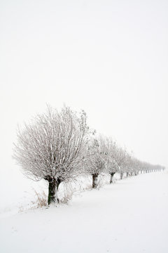 Dutch landscape with willows in the snow
