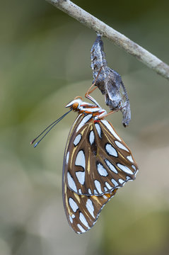 Gulf Fritillary butterfly,  metamorphosis complete, and chrysalis