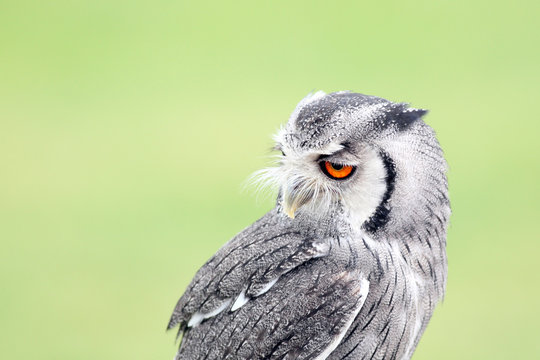Northern White-faced Owl