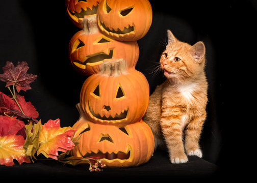 Orange Tabby Kitten at Halloween