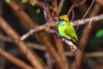 Fototapeta premium Green bee-eater or Merops orientalis