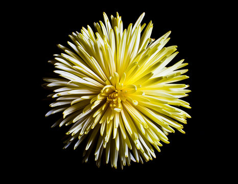 High contrast yellow flower