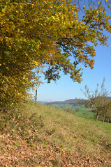 Herbstwald am Waldrand