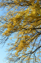Herbst Baum mit gelben Blättern