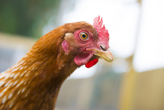 Portrait of a hen