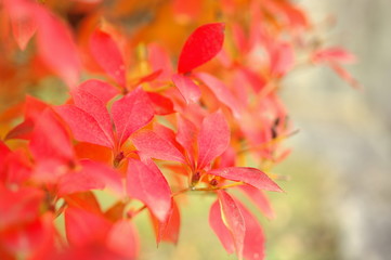 ドウダンツツジの紅葉