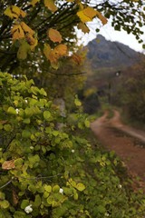 autumn color leaves in nature