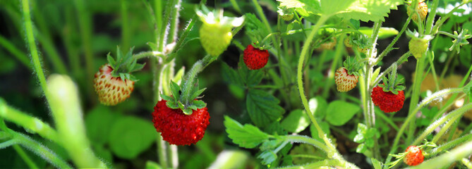 Panoramic image of wild strawberries on a green background. 