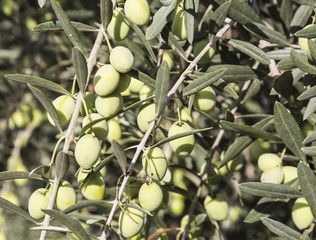 branch of olive tree with ripe green berries