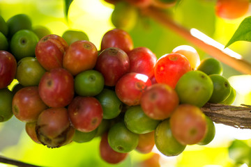 Coffee beans on a branch of tree