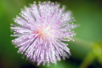 Obraz premium Mimosa pudica or sensitive plant