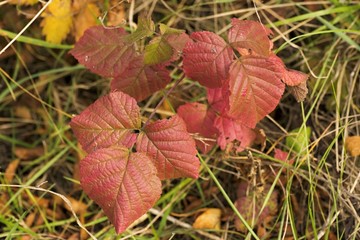 autumn color leaves in nature