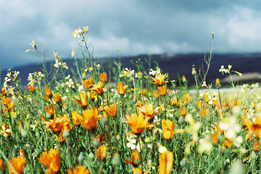 Wild Namaqualand Daises