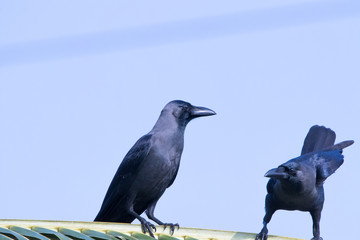 Crow Pair One just landed