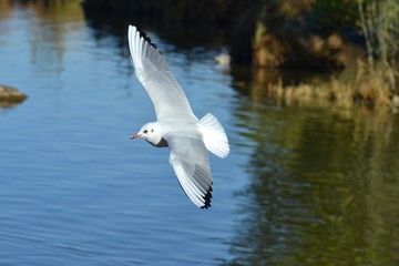 Flying Seagull