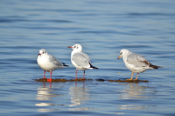 Fototapeta premium Three gulls on the lake