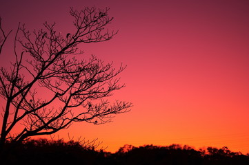 夕焼けと落葉樹のシルエット