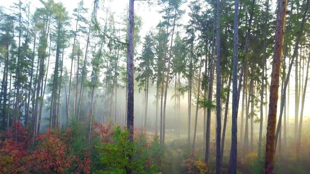 Steadicam flies through forest. Early misty morning.