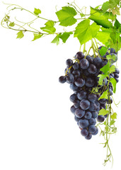 grappe de raisin rouge et collage de feuilles de vigne, fond blanc