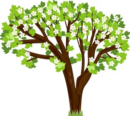 Obraz premium Blooming tree with white flowers and bright green leaves on white background