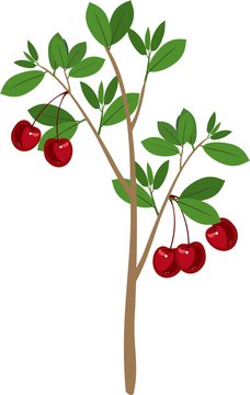 Cherry tree with green leaves and ripe cherry fruits on white background