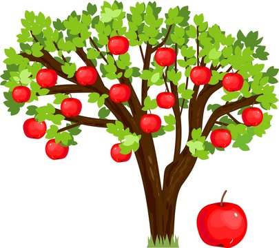 Apple tree with green leaves and ripe red fruits on white background