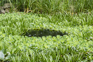 Enlarged pond with aquatic plants.