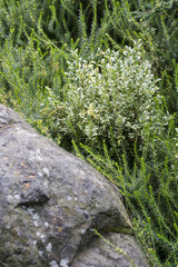 Ornamental plant in heather behind the stone.