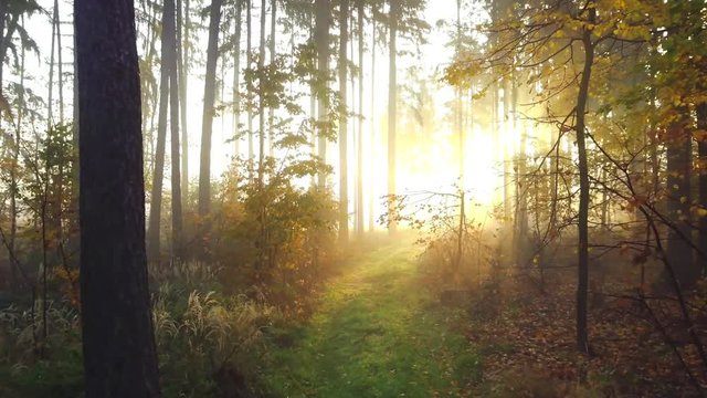 Steadicam flies through tree row. Stabilized video of autumn walk with sun peeking behind trees.