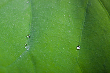 Tiny water droplets on Lotus leaf background
