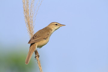 コヨシキリ　Black-browed reed warbler