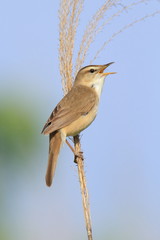 コヨシキリ　Black-browed reed warbler