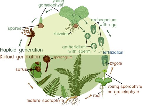 Life Cycle of Fern. Plant life cycle with alternation of diploid sporophytic and haploid gametophytic phases