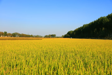 Rice paddies