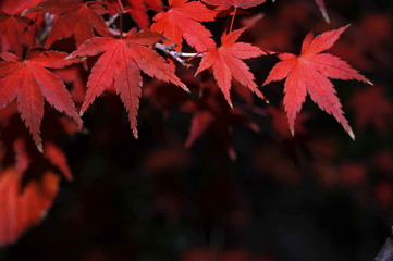 夜のイロハモミジの紅葉