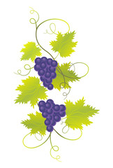 branch of black grapes with green leaves and swirls