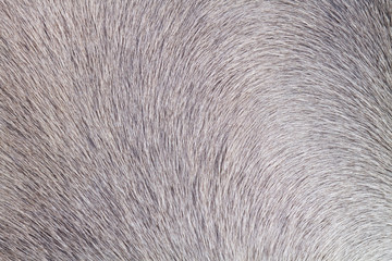 close up horse skin or fur concept for background