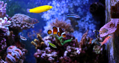 Naklejka na ściany i meble Popular fish enjoy in coral reef aquarium tank