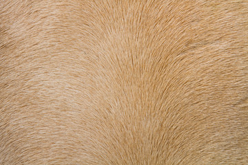 close up horse skin or fur concept for background