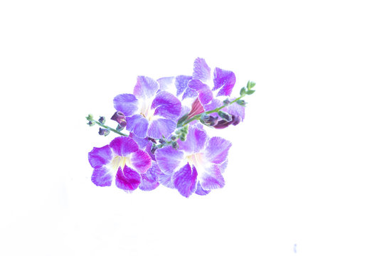 Fototapeta Beautiful purple flowers on white background. Asystasia gangetica (Ganges Primrose, Ganges River asystacia, Chinese violet, Coromandel, Creeping foxglove, Baya, Yaya)