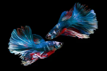 Gordijnen The moving moment beautiful of siam betta fish in thailand on black background. © Soonthorn