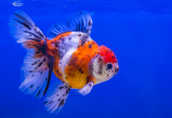 Naklejka premium Lionhead goldfish or lionhead goldfish with black spot