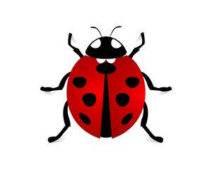 Obraz premium ladybug