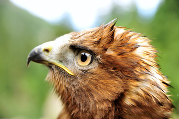 Golden eagle (Aquila chrysaetos). The golden eagle is one of the best-known birds of prey in the...