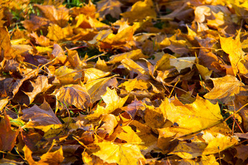 autumn background with colored leaves of the tree