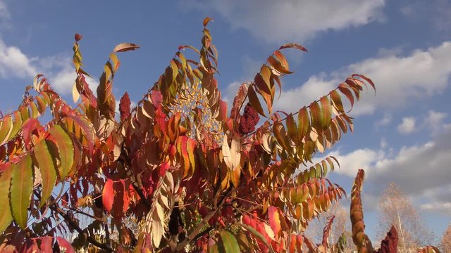 Autumn leaves tree sumac (LAT. Rhus typhina) 