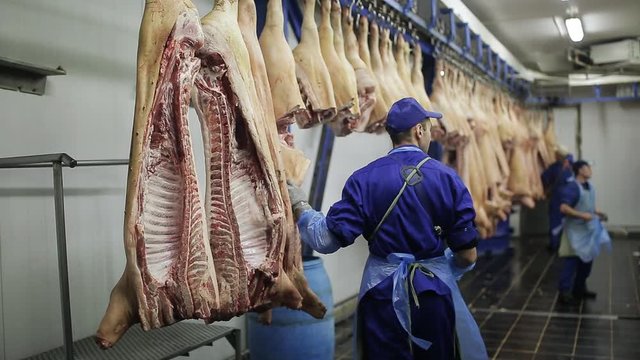 boning of pork carcasses.