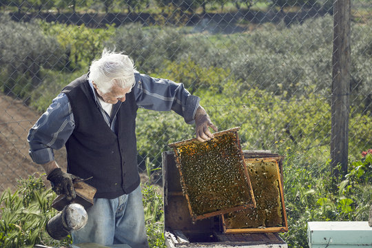 Senior beekeeper
