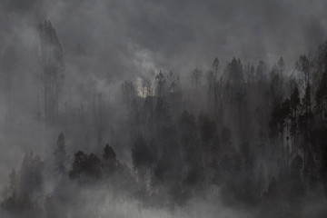 Forest Landscape After a Fire.