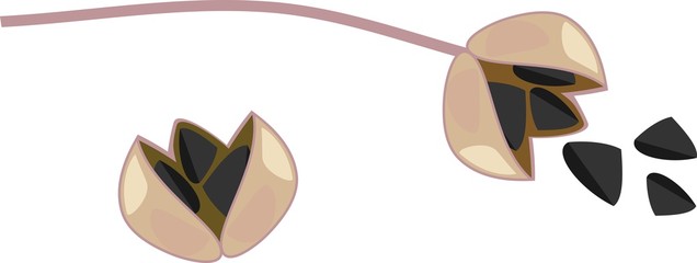 Onion seeds on white background